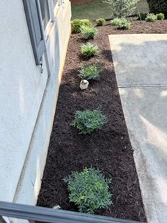 Narrow mulched garden bed with small shrubs and a concrete walkway beside a building