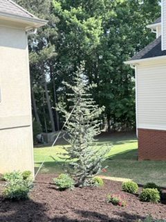 Small blue-green evergreen tree in a landscaped yard between two houses, with mulch and shrubs.