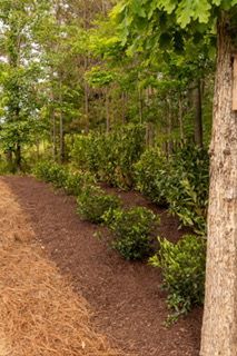 Woodland garden path with mulch, shrubs, and tall trees in green foliage