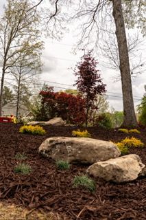 Landscaped garden bed with rocks, mulch, yellow flowers, and tall trees on an overcast day
