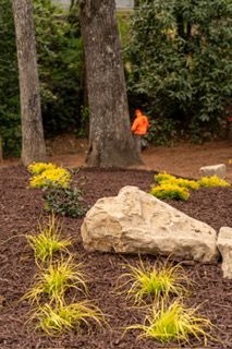 Person in orange near trees in a landscaped garden with yellow flowers and large rocks