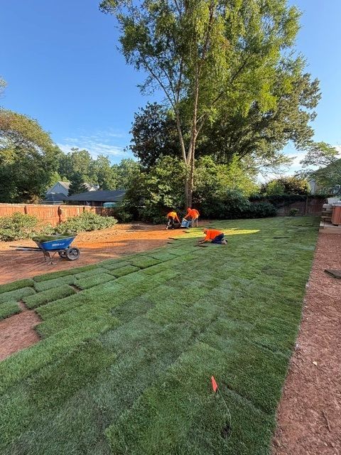 Backyard lawn installation with workers, wheelbarrows, and a large tree in the center.