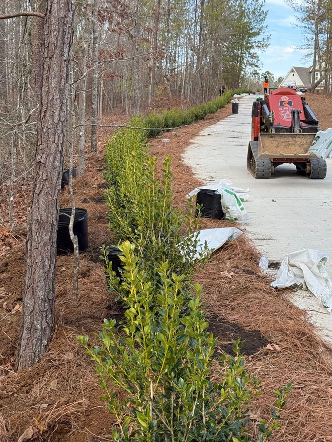 Row of green shrubs planted next to a driveway; small construction vehicle visible.