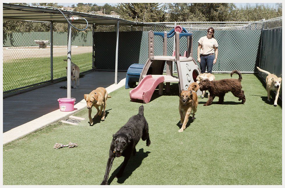 Playground for dogs