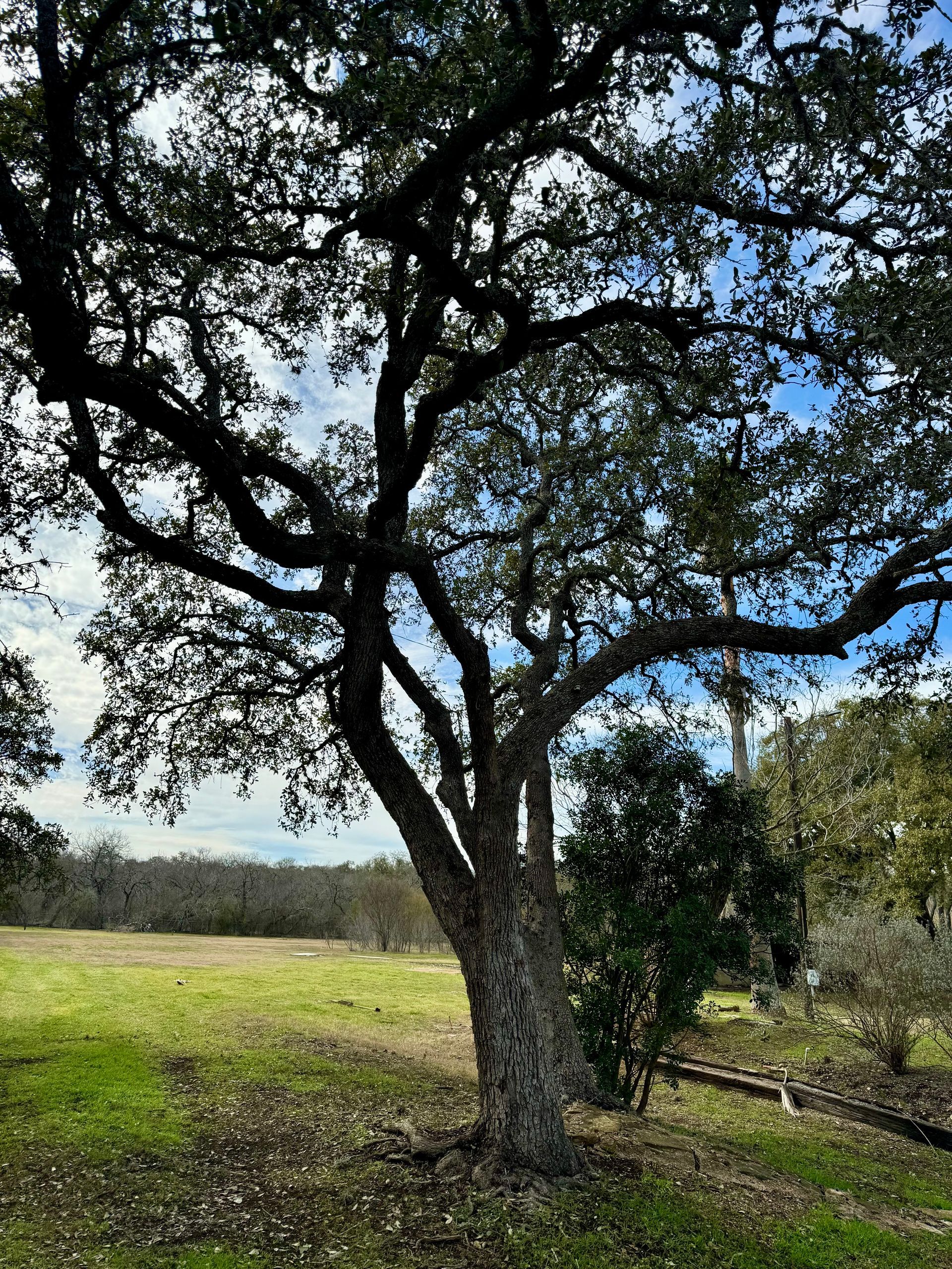 A large tree stands in the middle of a grassy field.