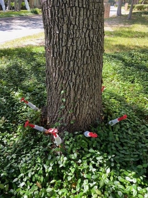 A tree with arrows sticking out of it 's trunk.