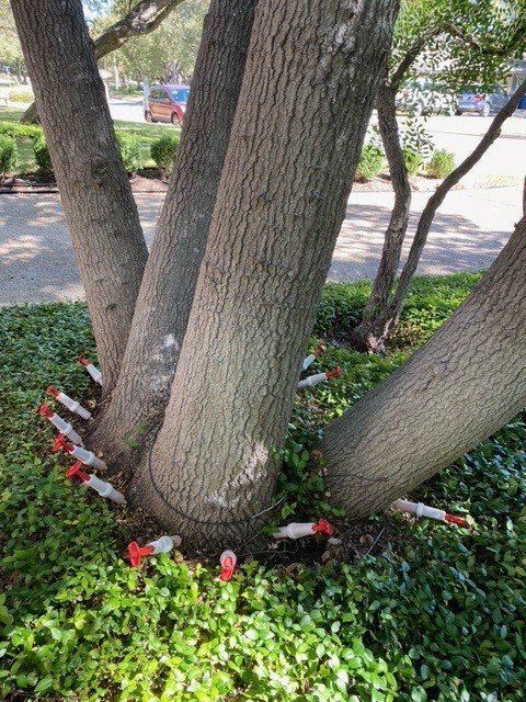 A tree with a lot of branches and a lot of leaves