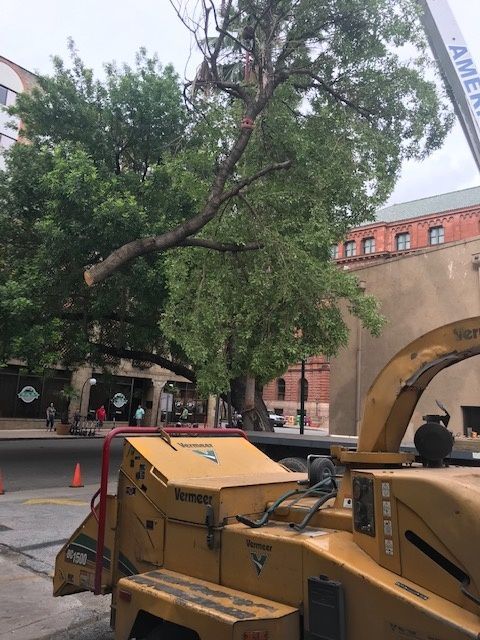 A tree is being cut down by a machine that says ' a & a ' on it