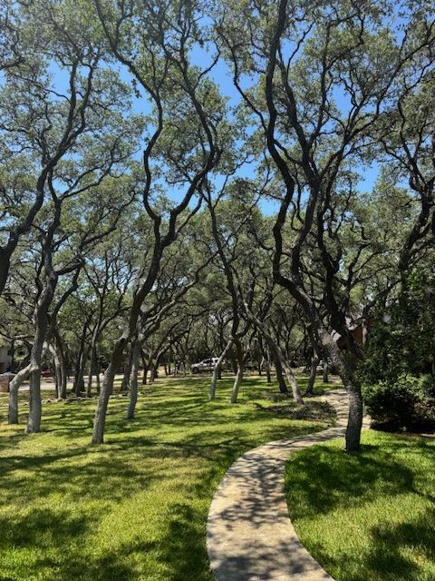 Curving pathway through a sunny, grassy area under many oak trees with winding branches.