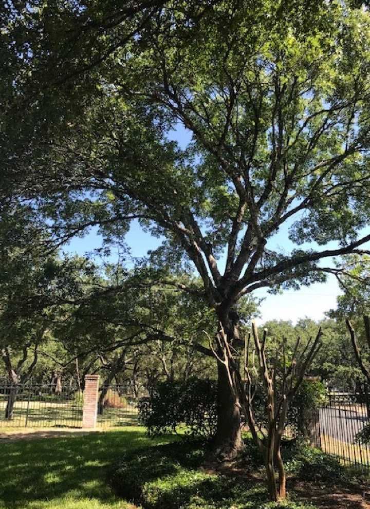 A tree with lots of leaves is in the middle of a park.