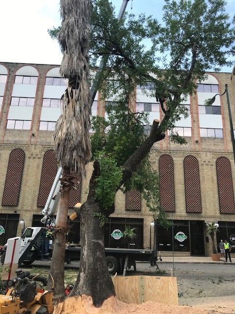 A tree is being cut down in front of a building.