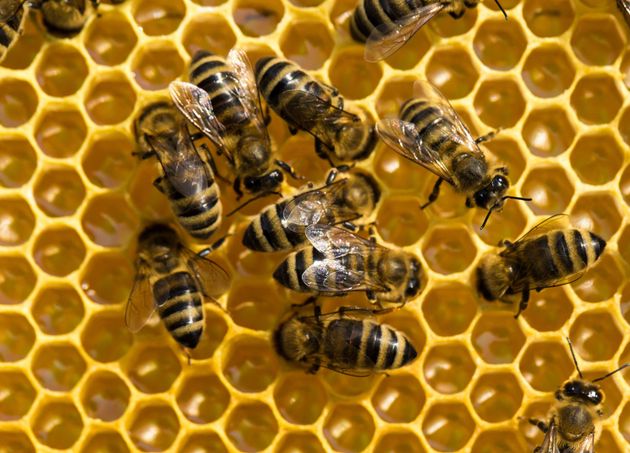 Honeybees crawling on a golden honeycomb close-up