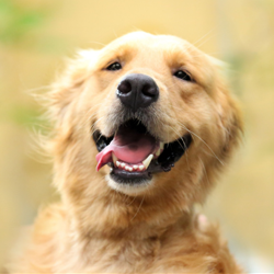 Golden retriever dog smiling