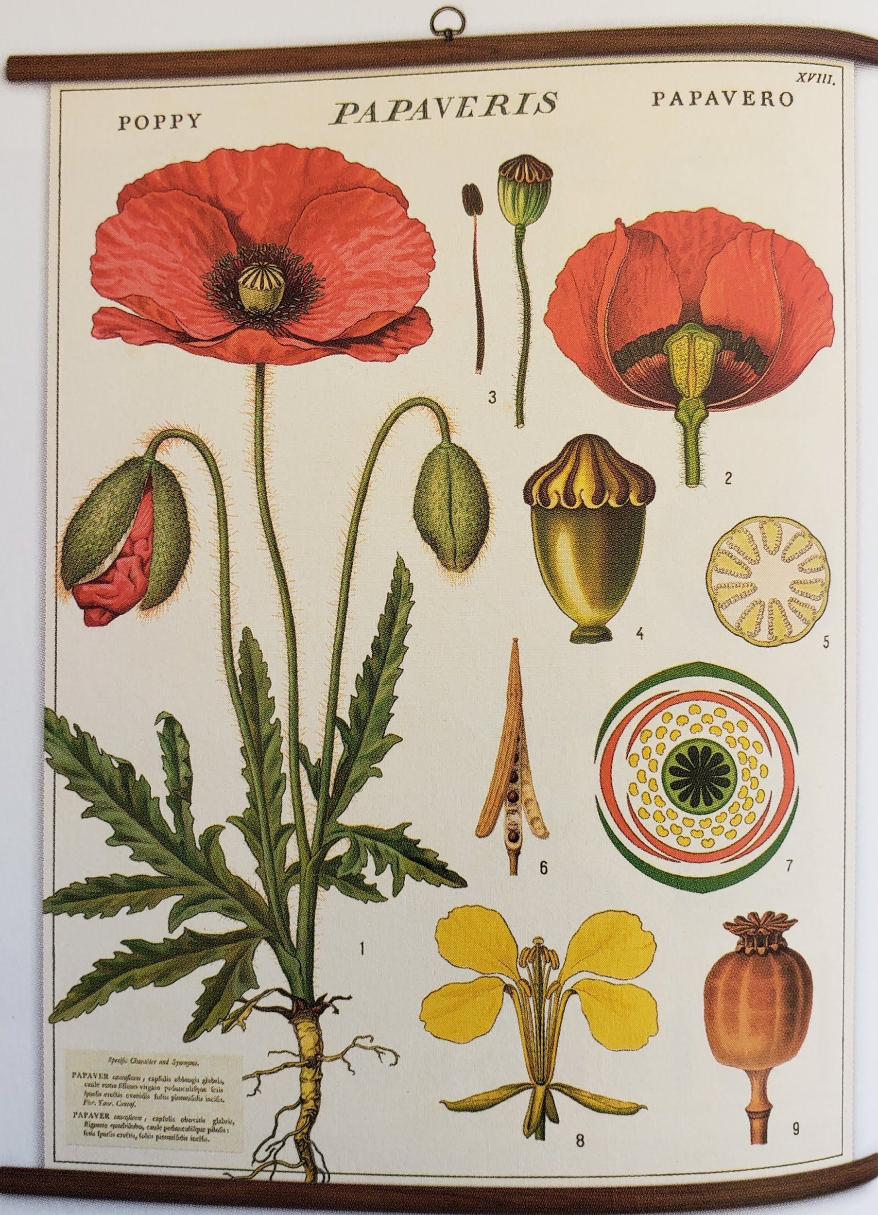 Cavallini & Co. of San Francisco Cards and Prints