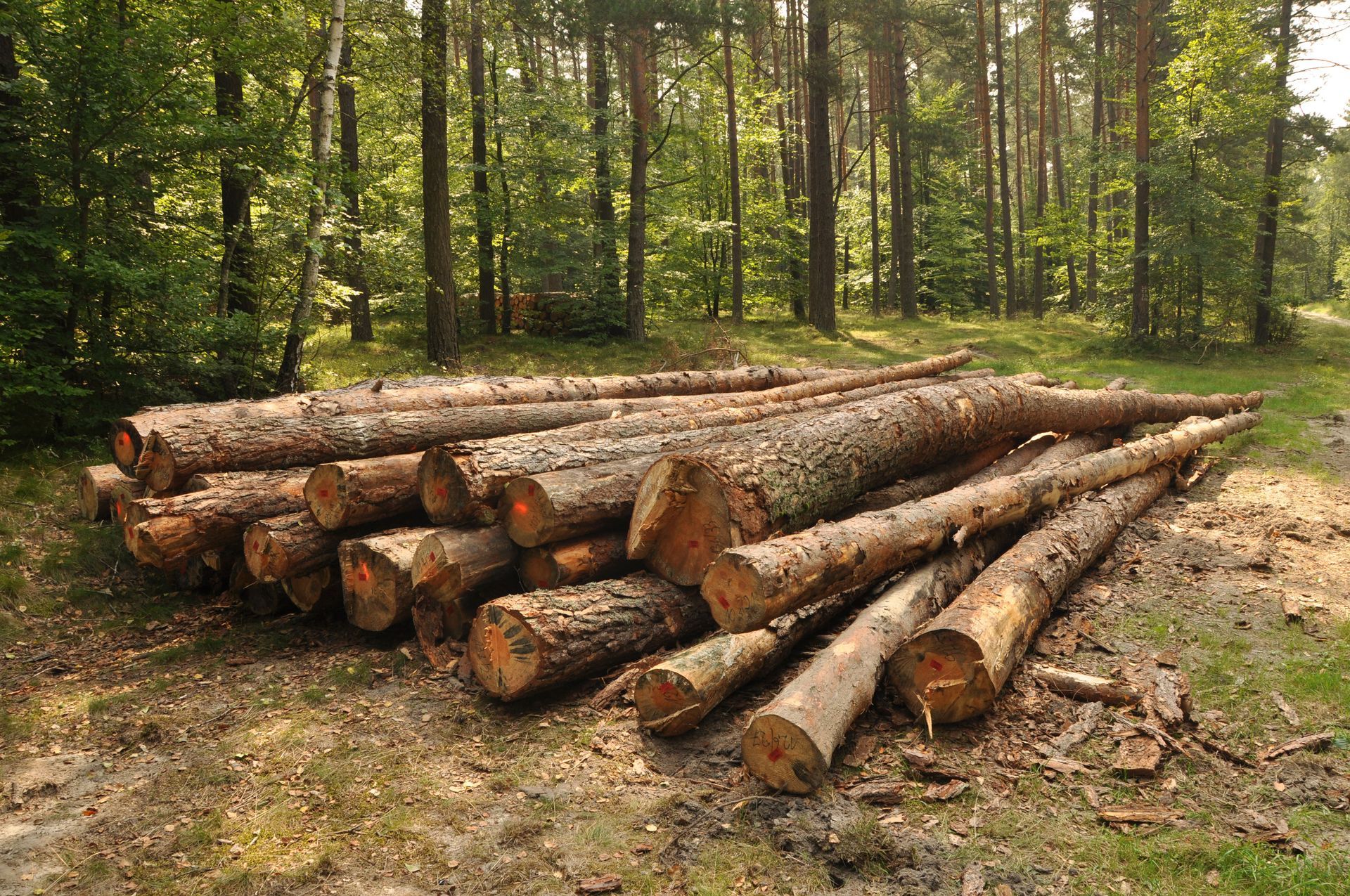 land clearing