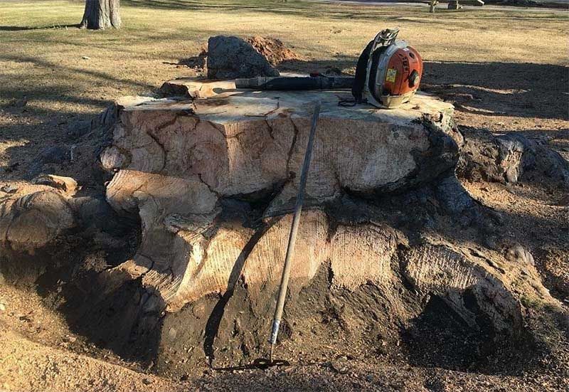 Achin' Back Tree LLC