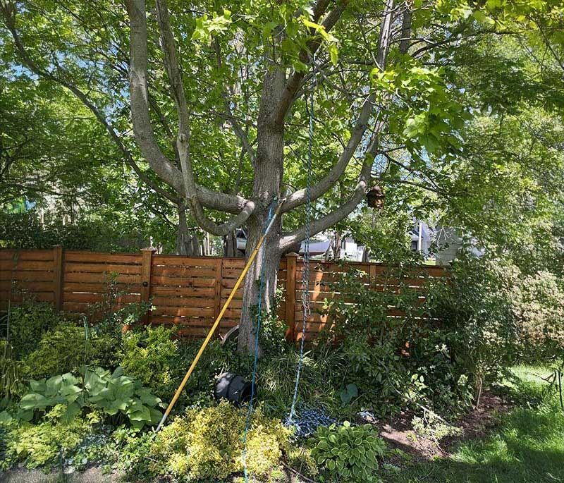 Achin' Back Tree LLC