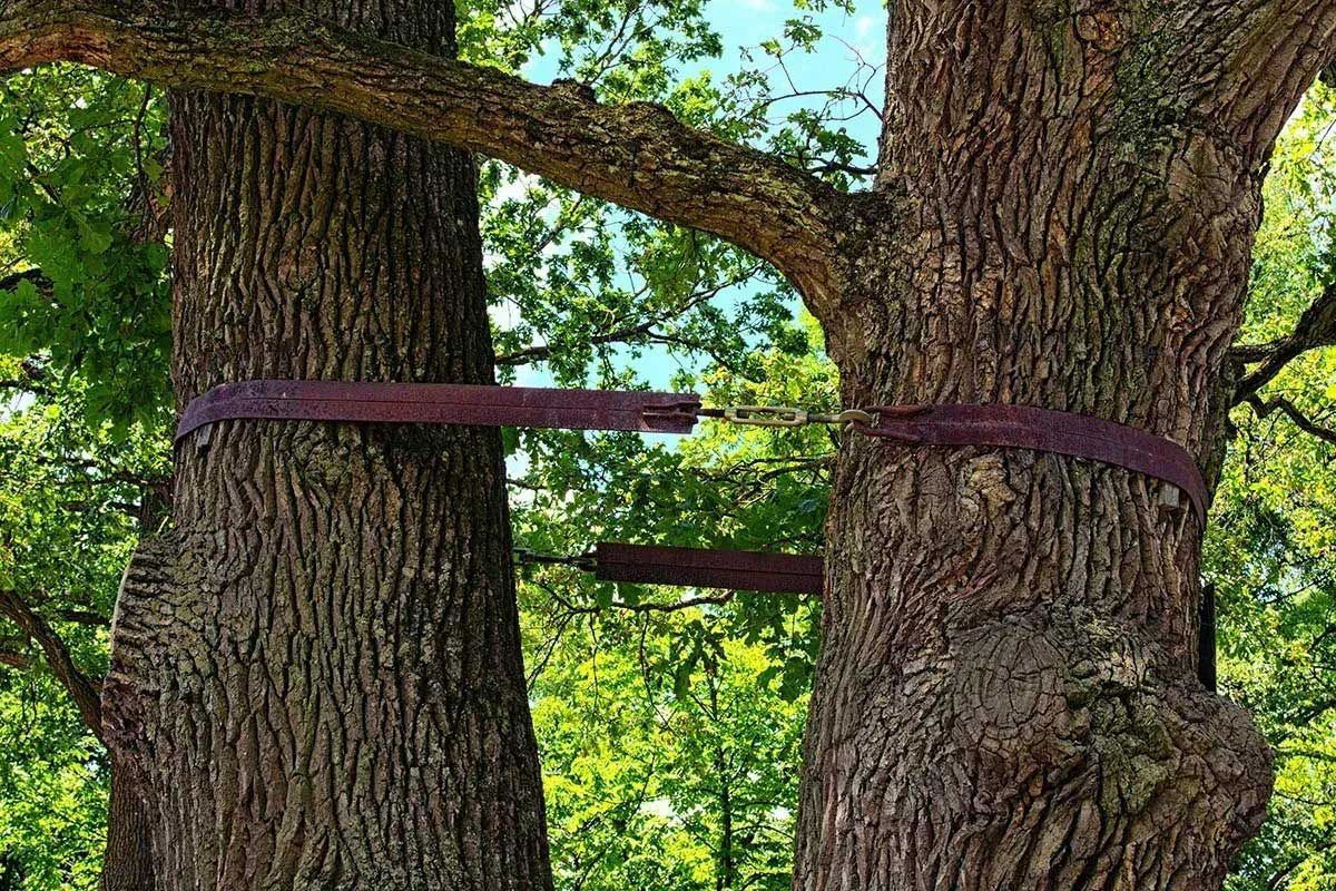 Two tree trunks joined together by two horizontal dark straps fastened with metal buckles.