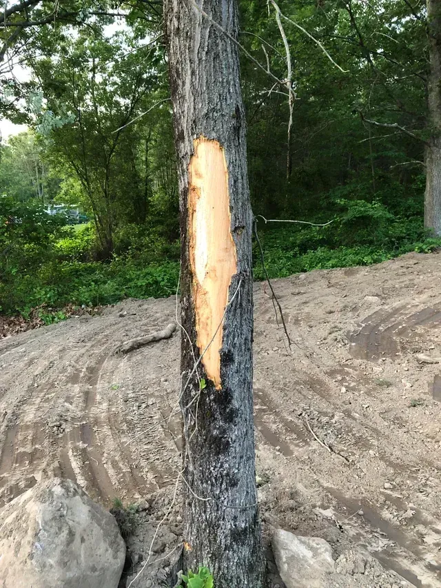 Tree trunk with a large patch of bark missing, beside dirt and rocks, with green foliage in the background.