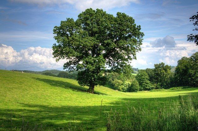 Green tree in a sunny field, surrounded by grass and distant trees under a blue sky with fluffy clouds.