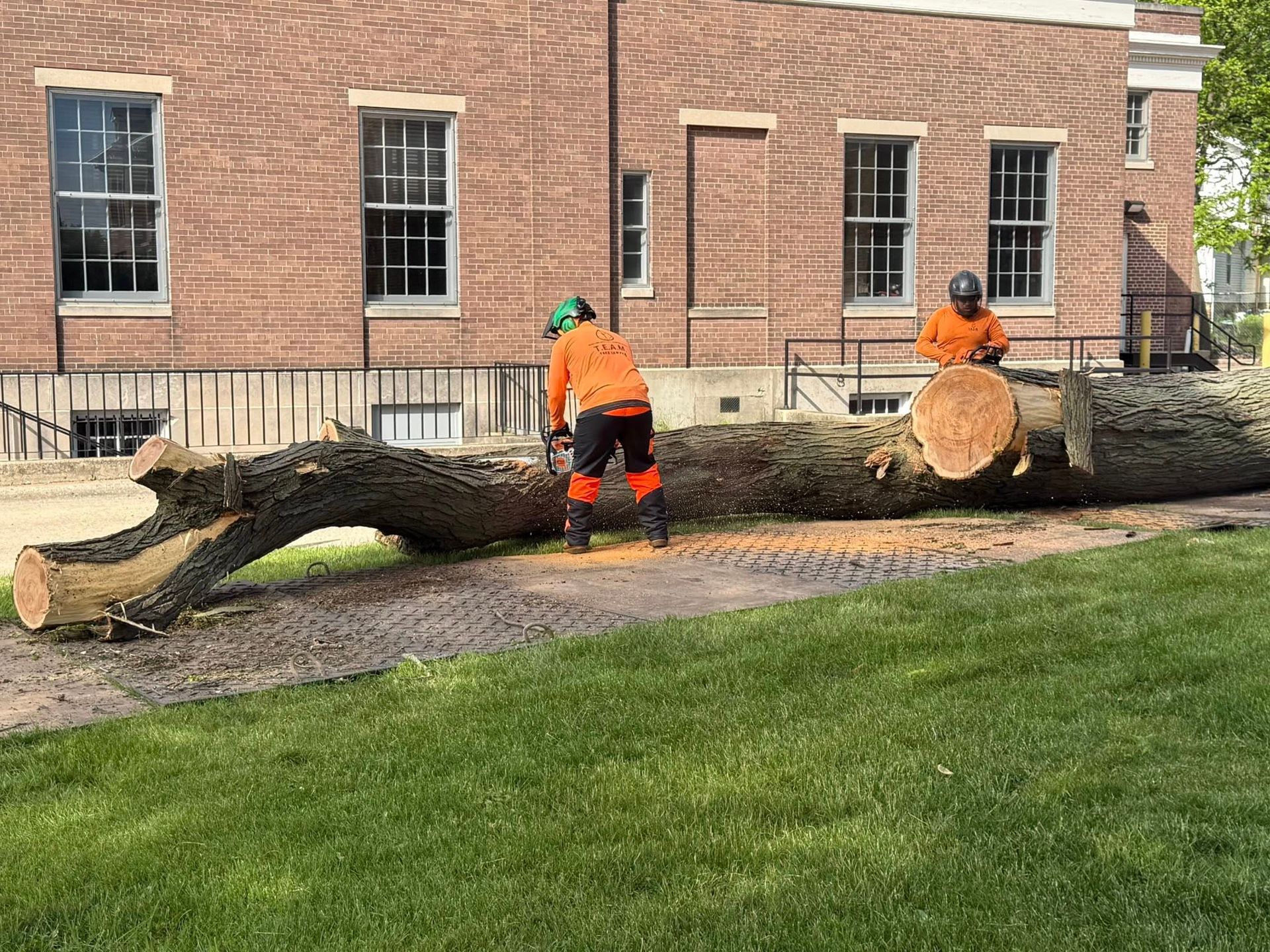 Two workers in orange cutting a large fallen tree on grass near a brick building.