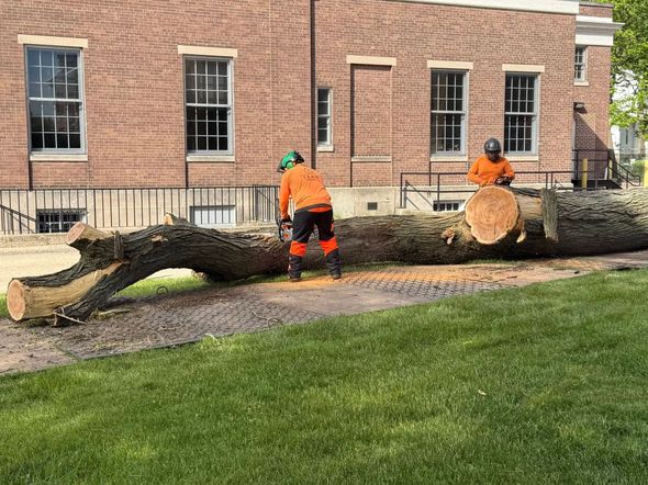Two workers in orange cutting a large fallen tree on grass near a brick building.
