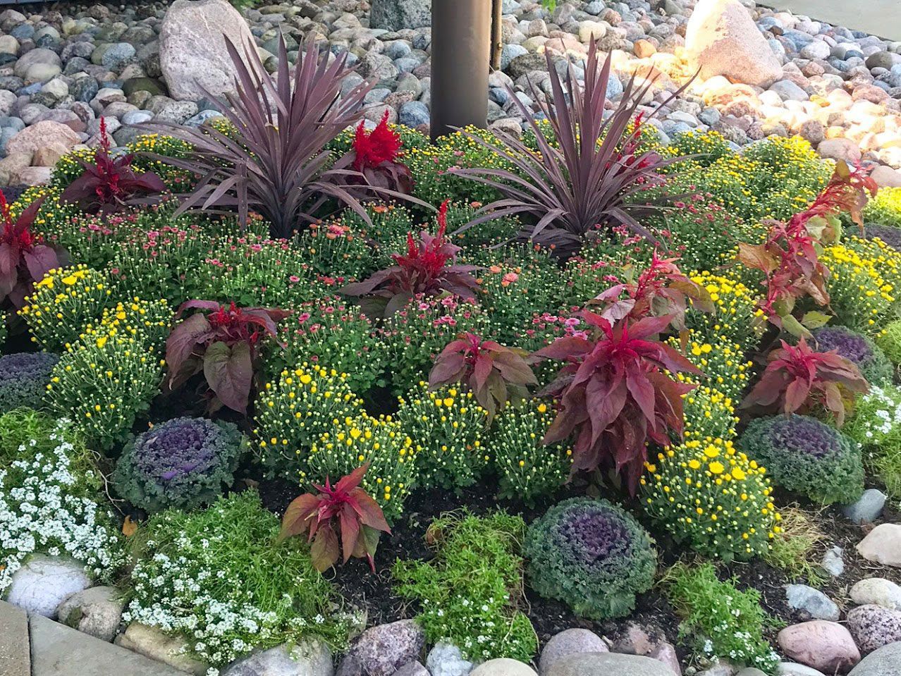 A garden filled with lots of flowers and rocks