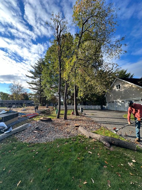 Two workers trimming trees in a sunny yard beside a house and fence