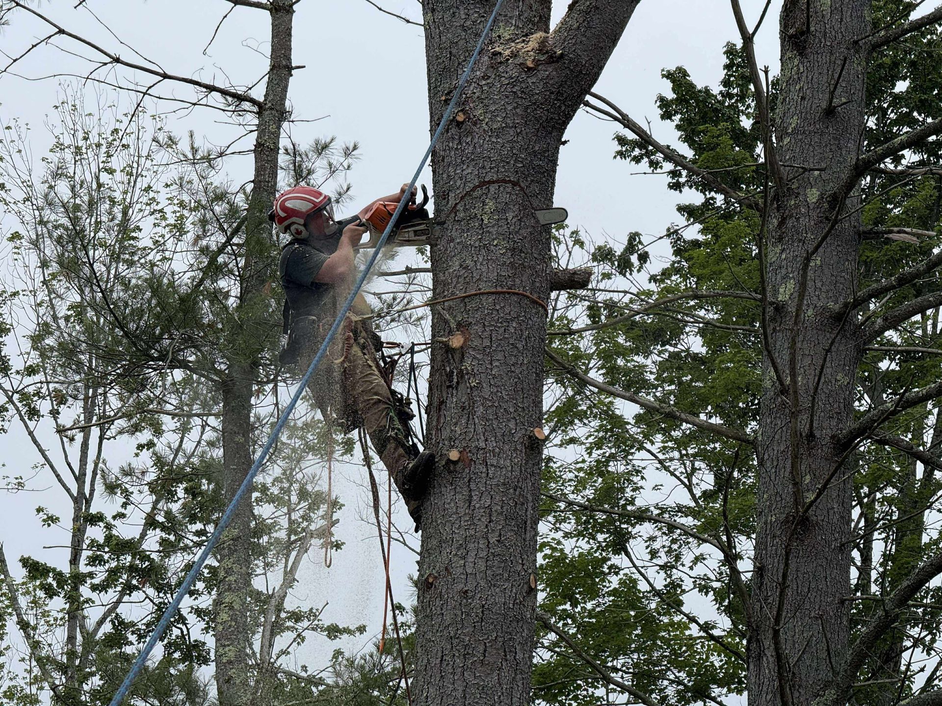 Arborist in helmet using a chainsaw while climbing a tall tree among branches.