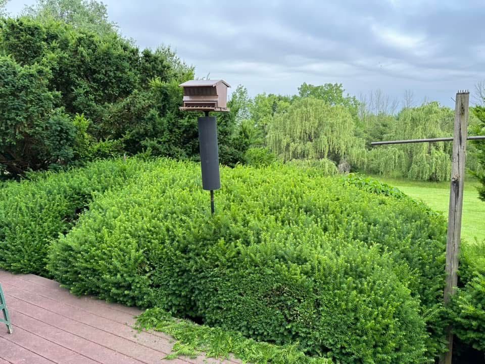 Birdhouse on a post beside a brick path, surrounded by dense green shrubs and trees in a garden.