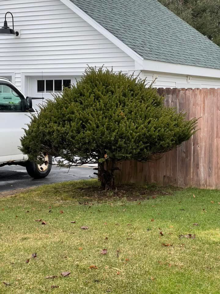 Rounded shrub beside a wooden fence in a yard, with a white house and truck in the background