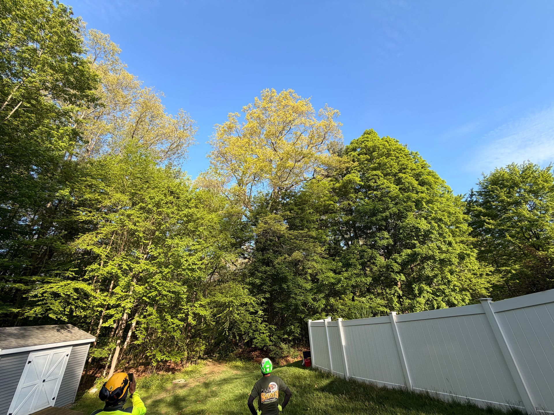 Two workers in a backyard clearing debris beside a white fence under tall green trees and a blue sky