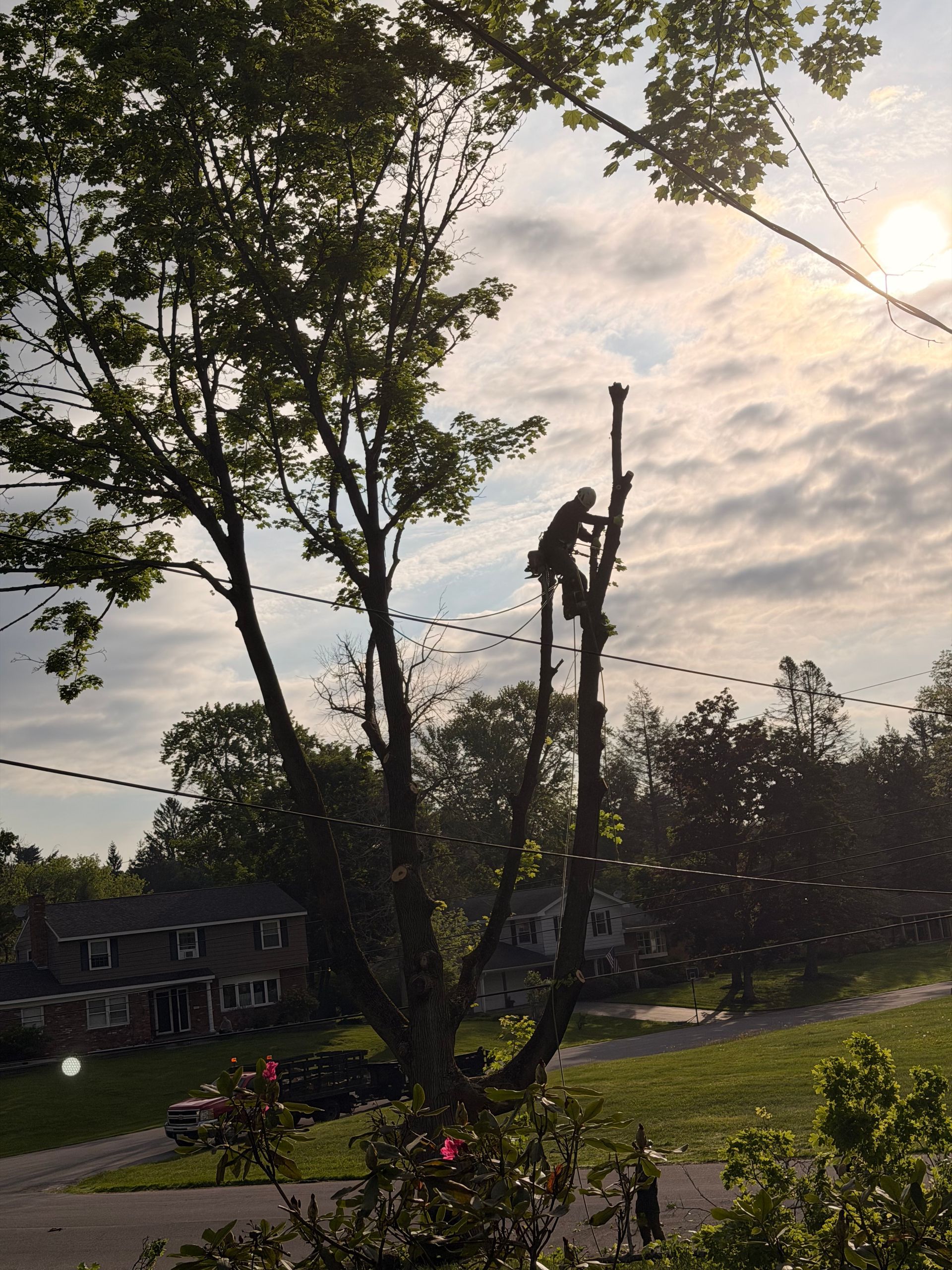 Tall tree and utility pole at dusk over a residential street, with a cloudy sky and parked cars.