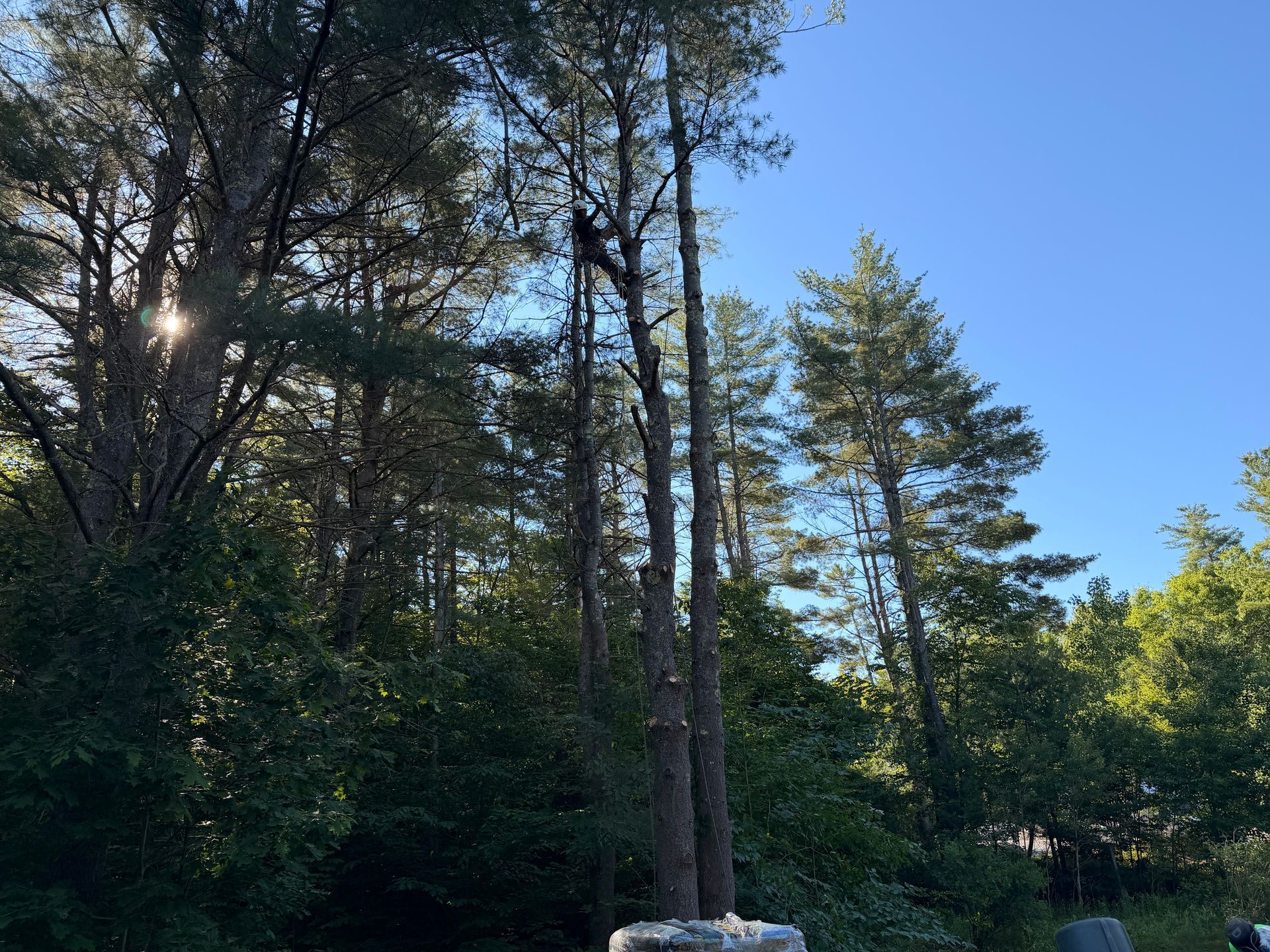 Sunlight through tall trees in a wooded park under a clear blue sky