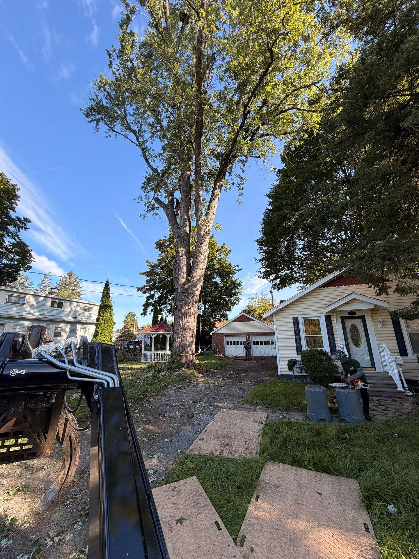 Sunny residential front yard with a large tree and a house