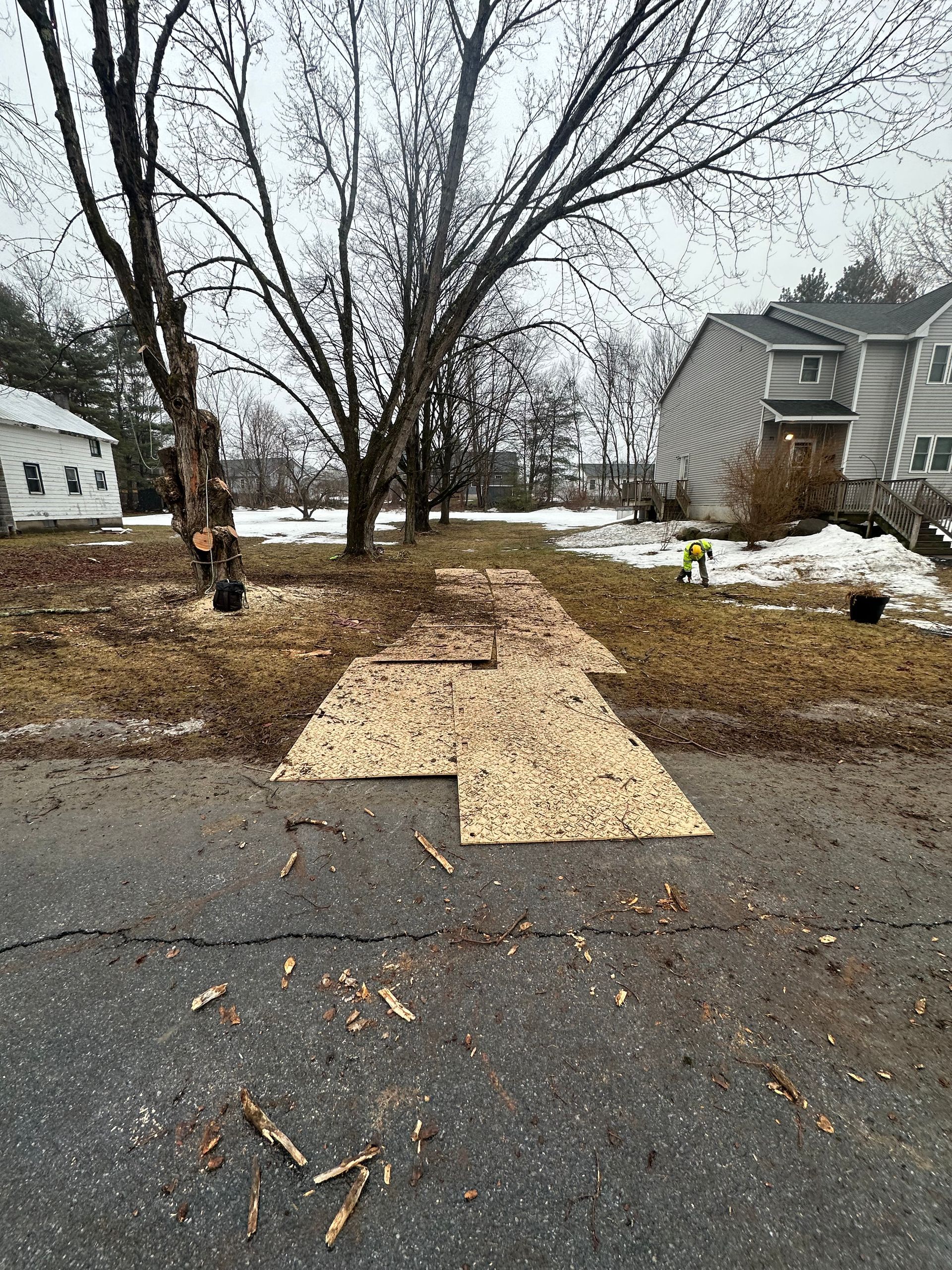Snow-covered yard with a large tree and a plywood-covered driveway or walkway leading to a house.