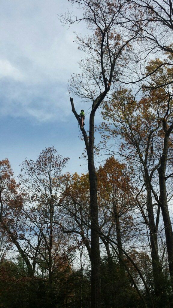 Tree Services