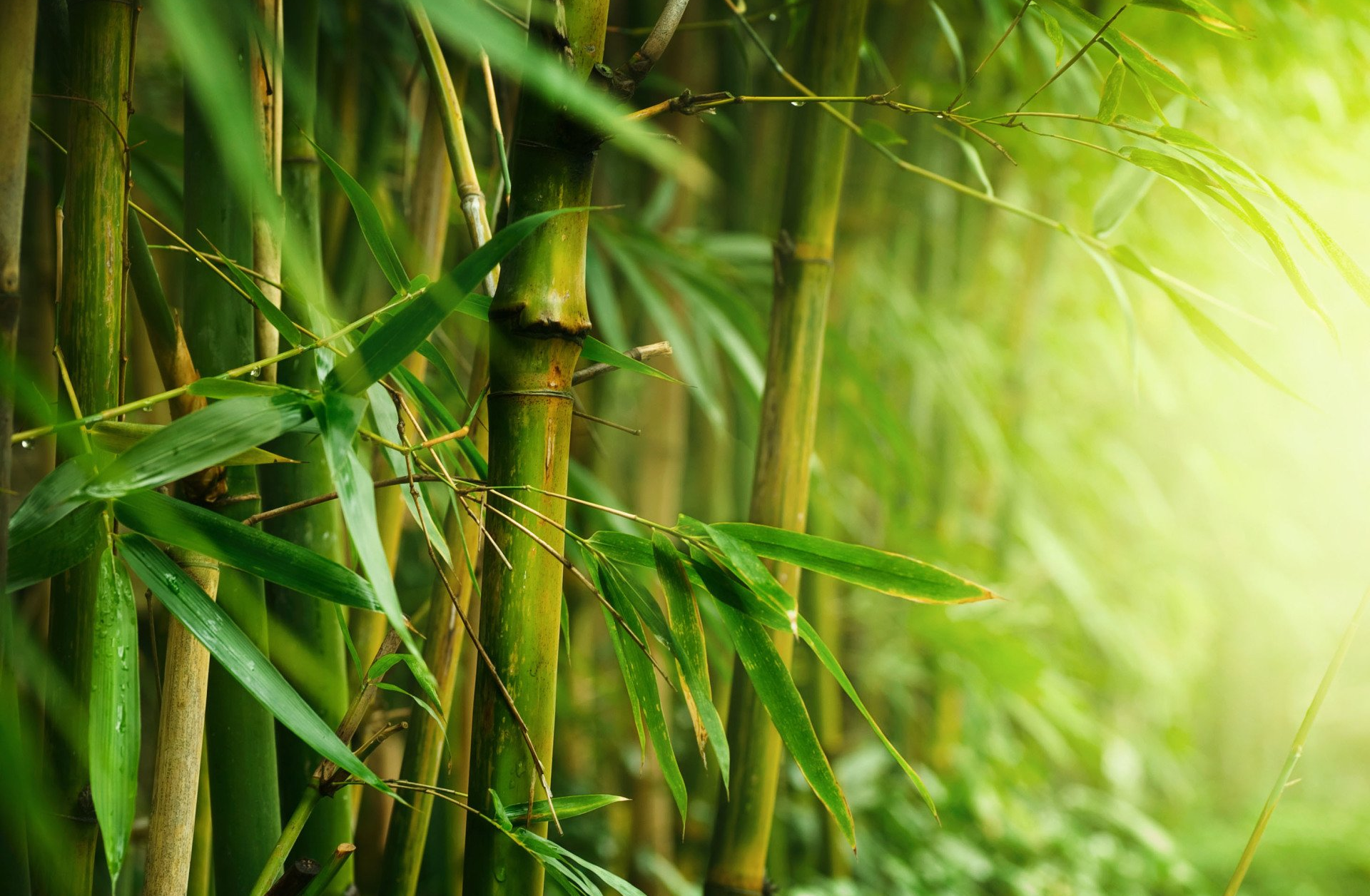 Bamboo