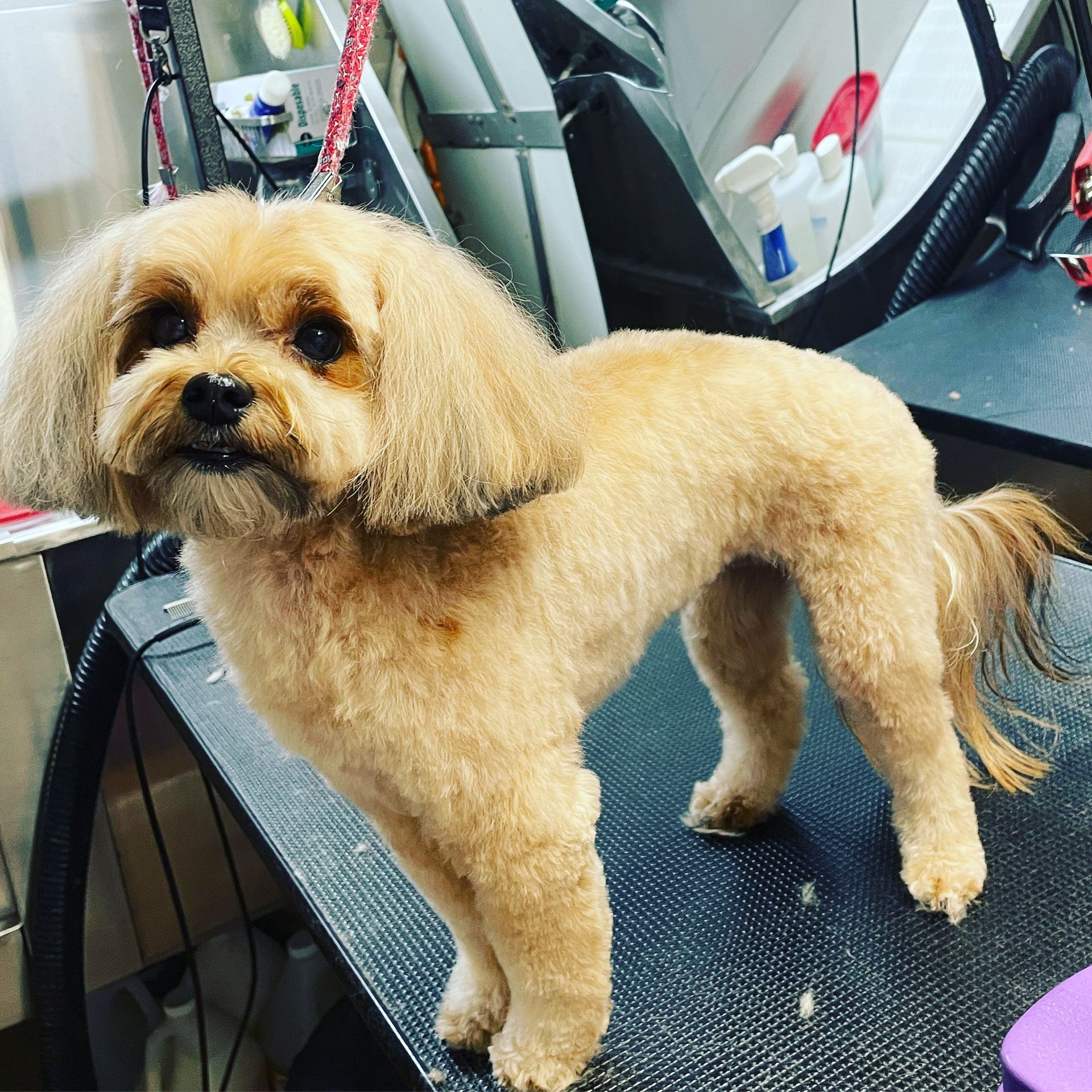 A small brown dog is standing on a black table