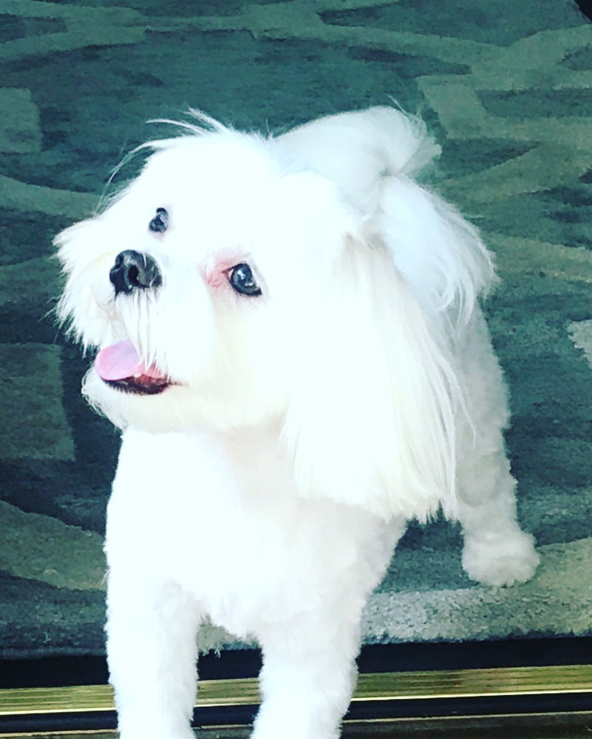 A small white dog standing on a rug with its tongue out