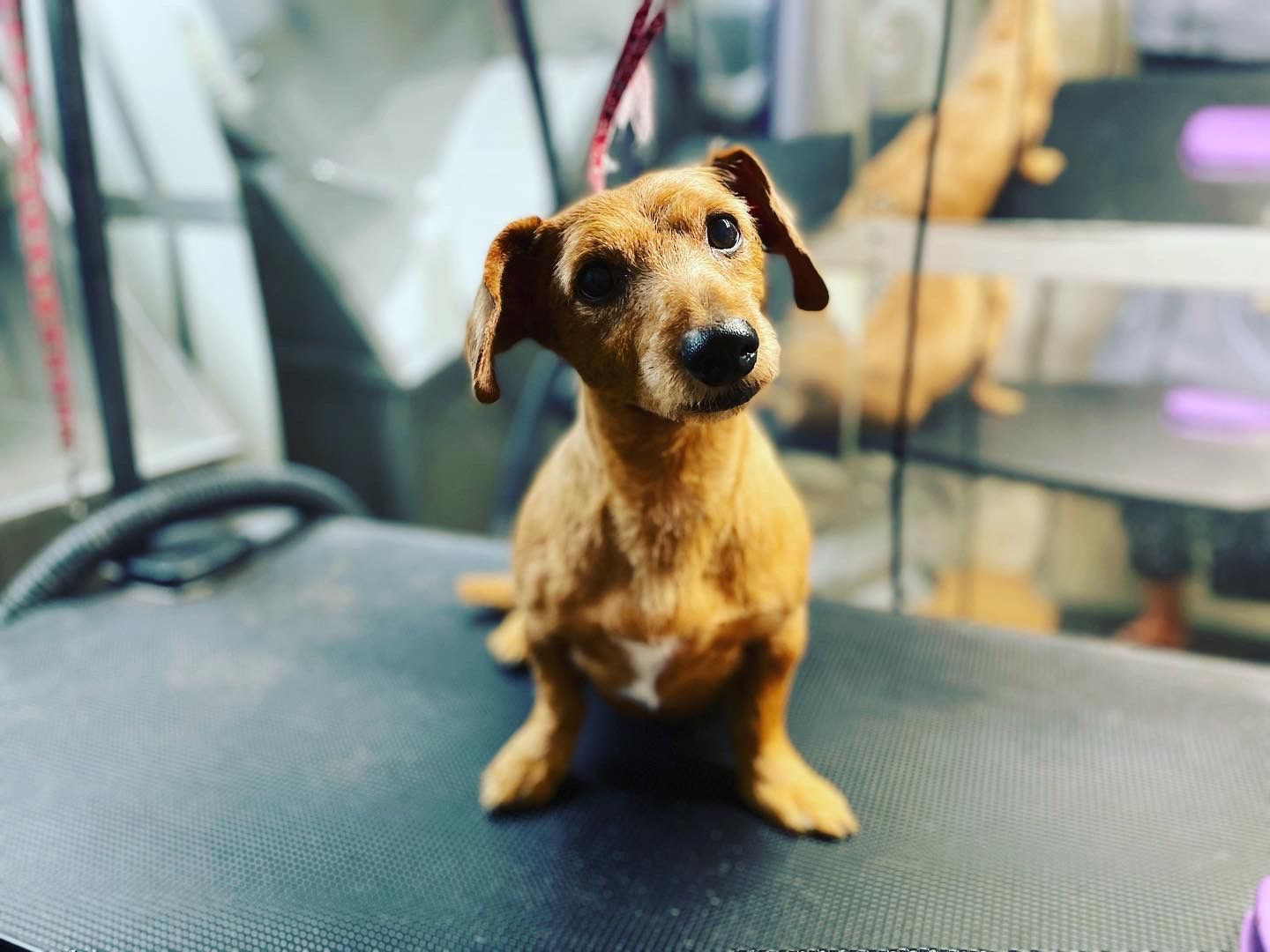 A small brown dog is sitting on a table and looking at the camera.