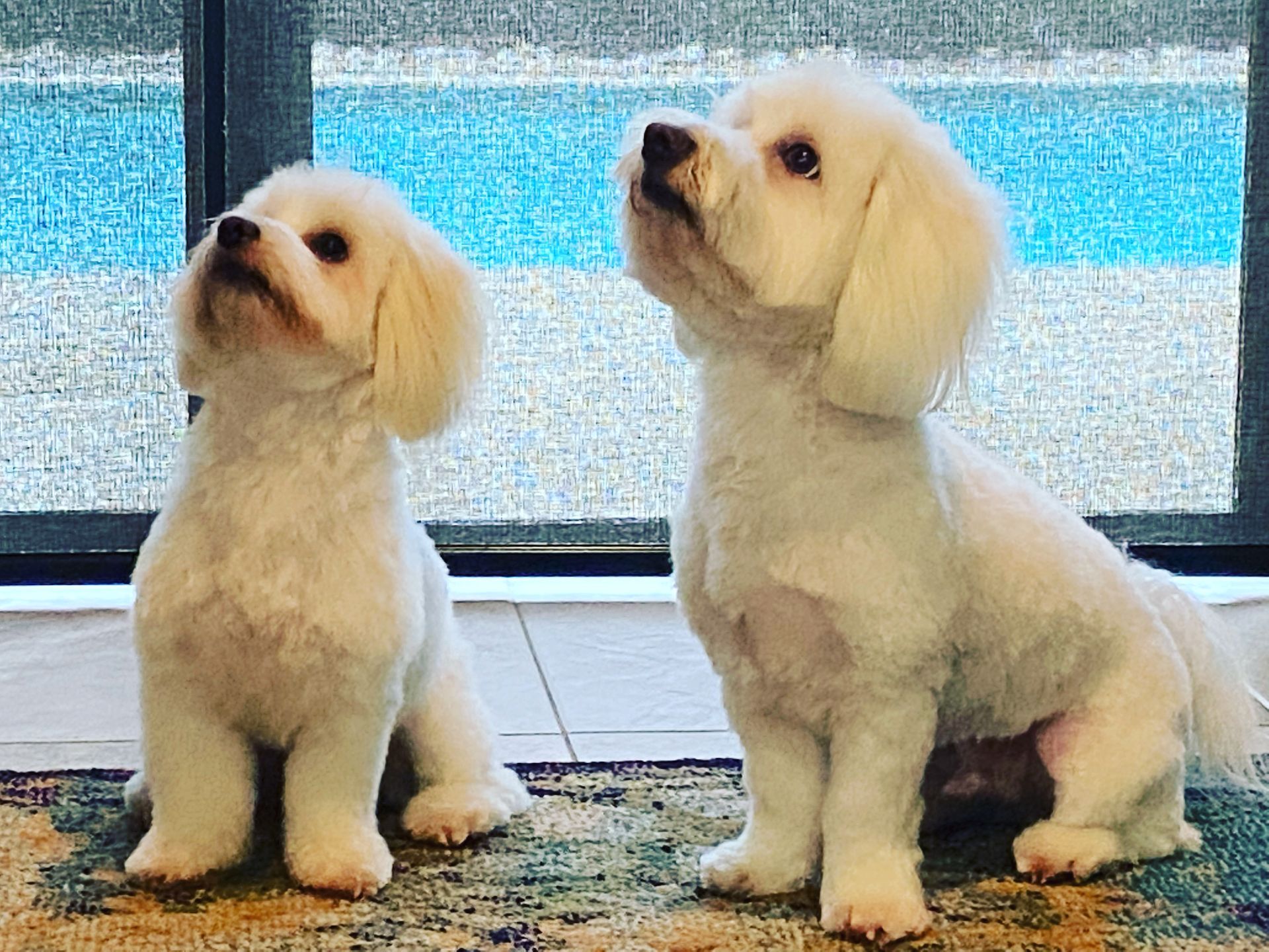 Two small white dogs are sitting next to each other on a rug.