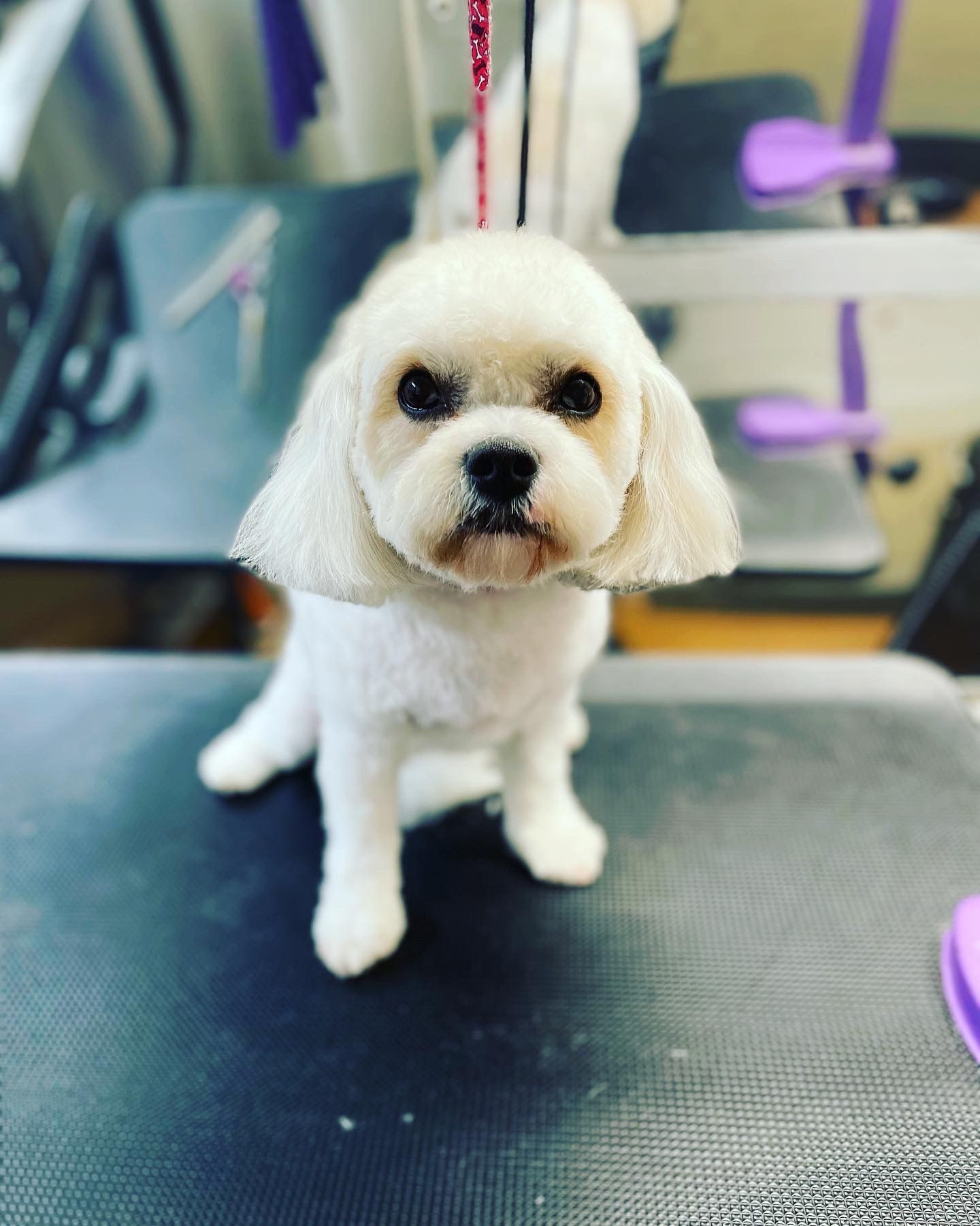 A small white dog is sitting on a grooming table.
