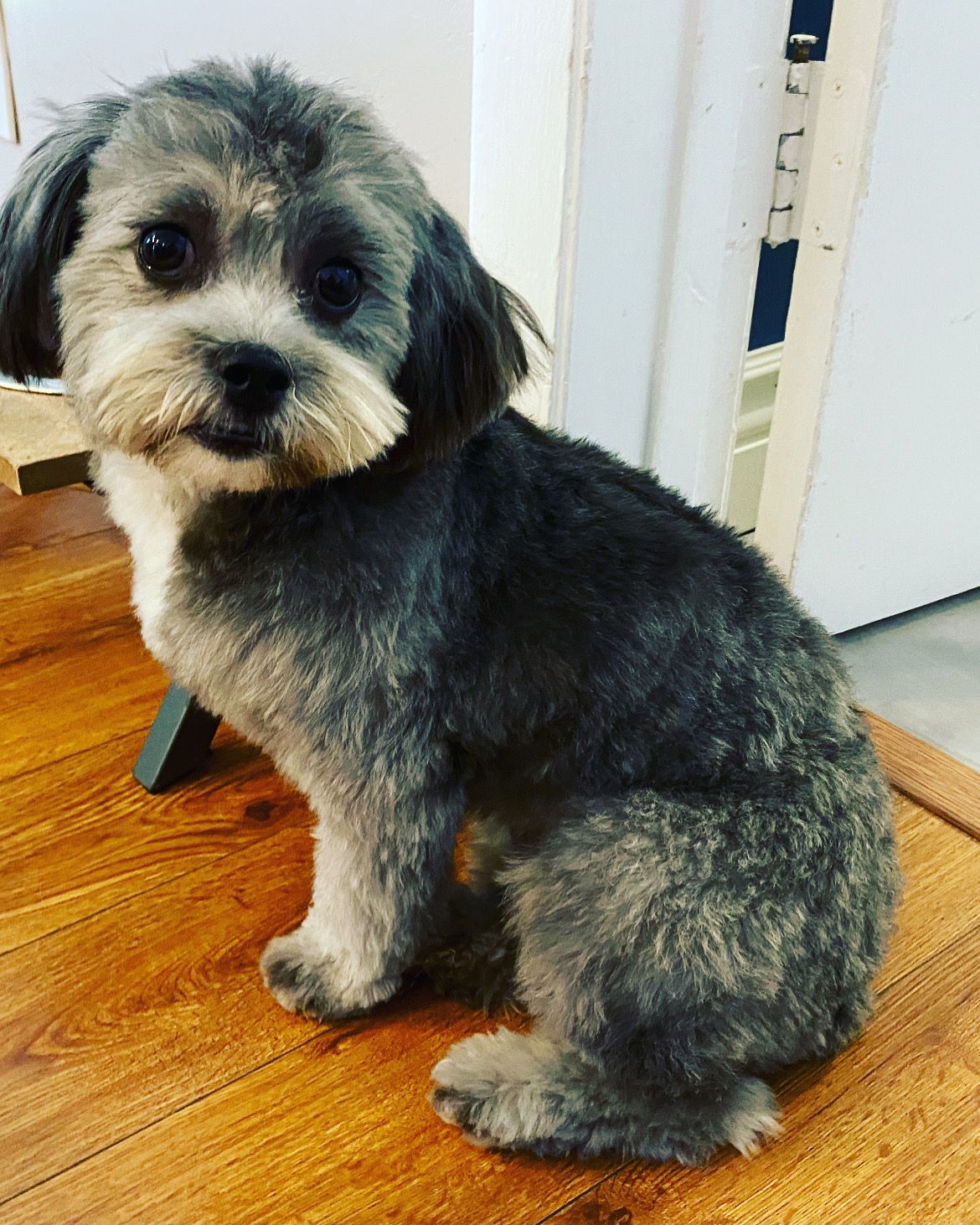 A small dog is sitting on a wooden table.