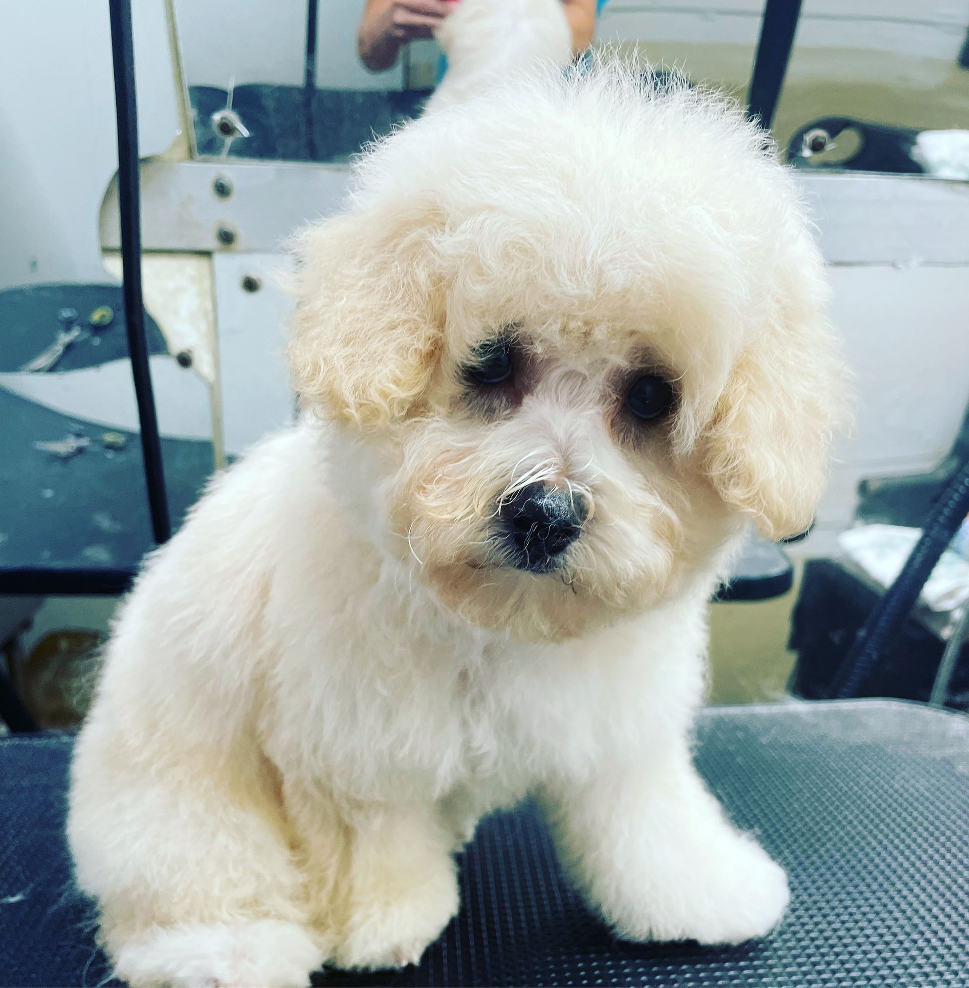 A small white dog is sitting on a table and looking at the camera