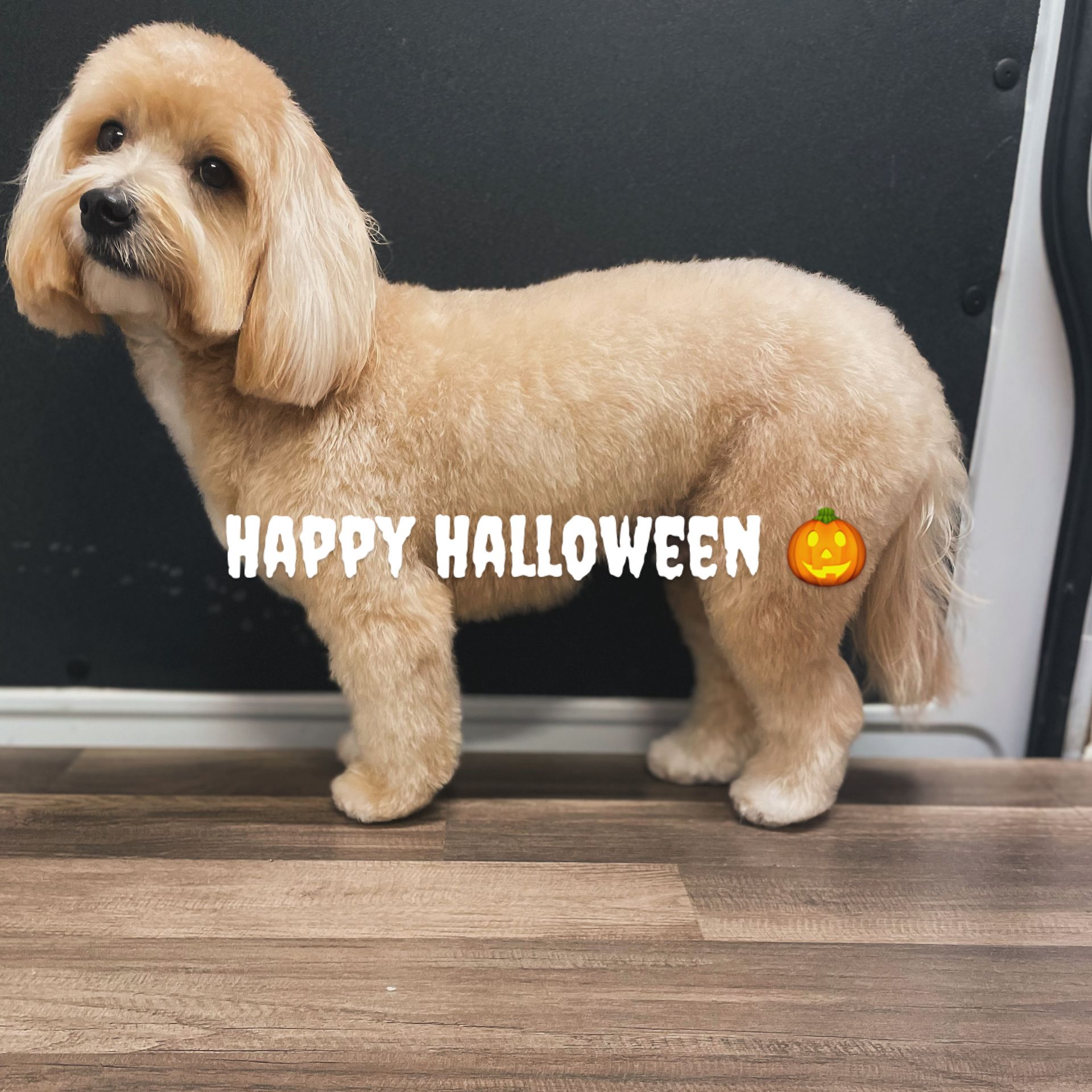 A dog with a pumpkin on its back says happy halloween