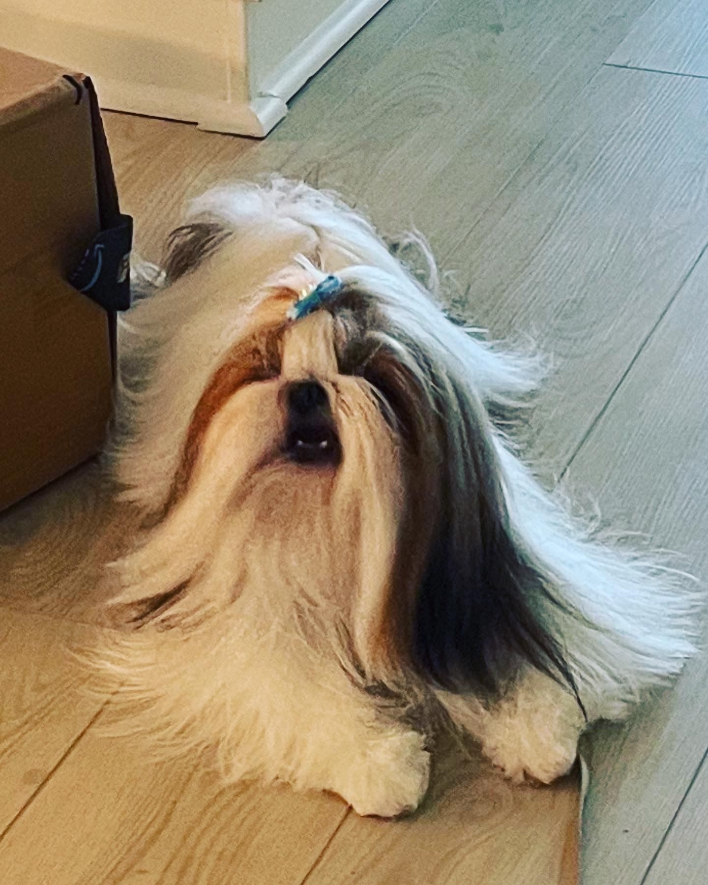 A shih tzu dog is laying on a wooden floor next to a box.