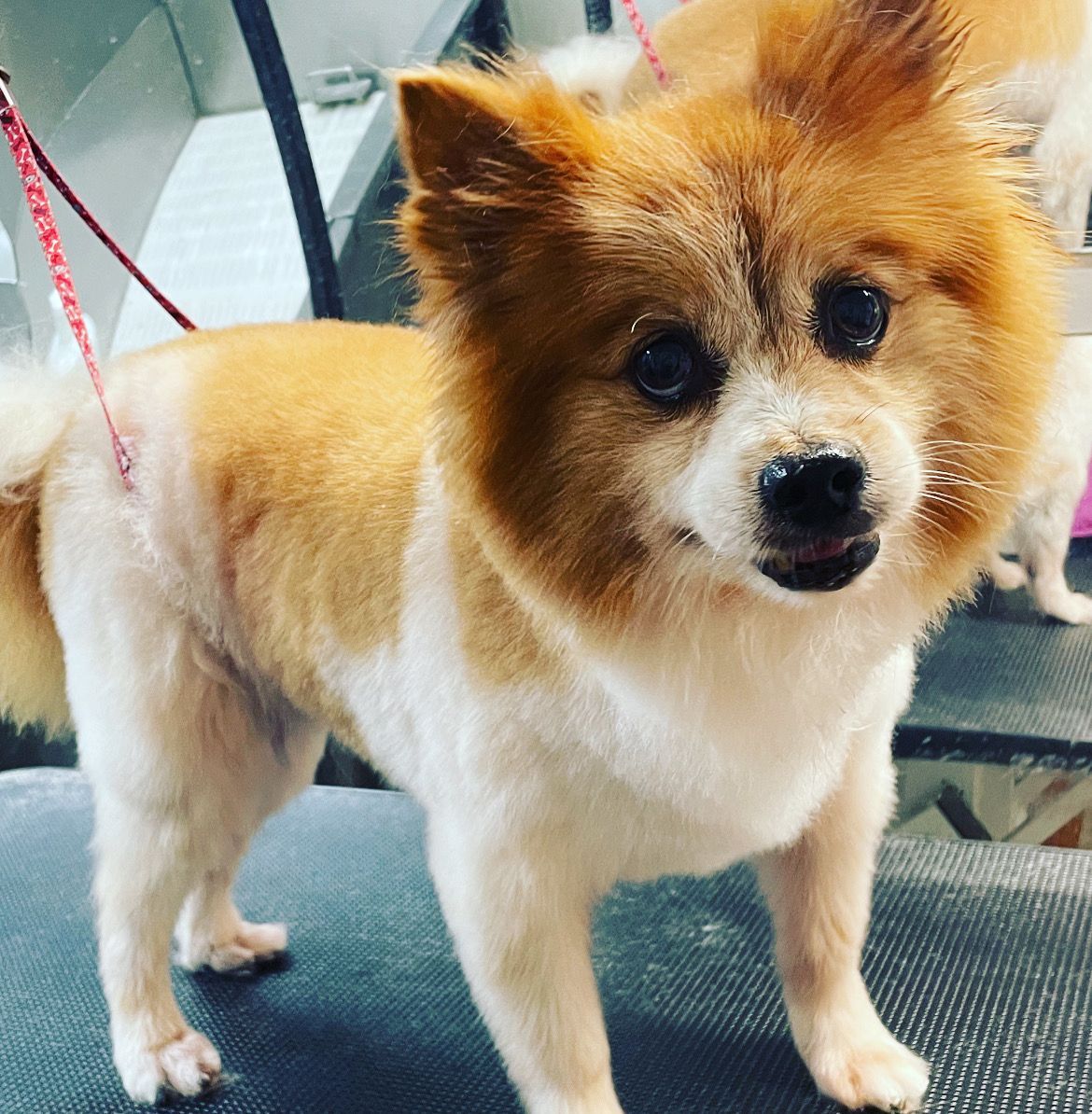 A small brown and white dog is standing on a table