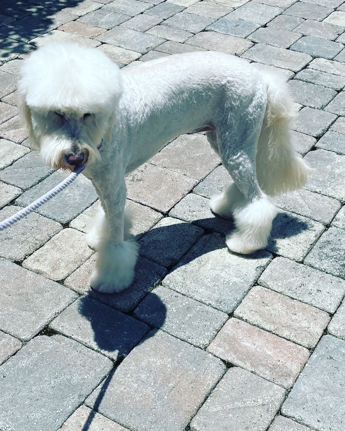 A small white dog is standing on a brick sidewalk on a leash.