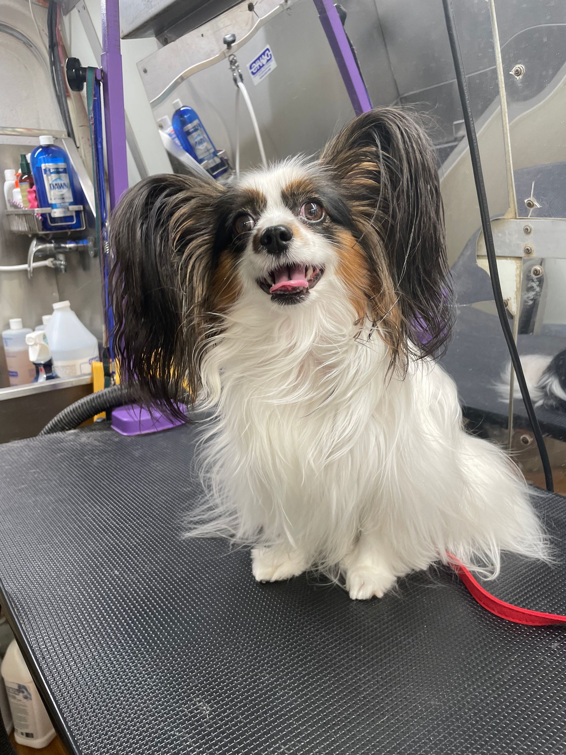 A small brown and white dog is sitting on a grooming table.